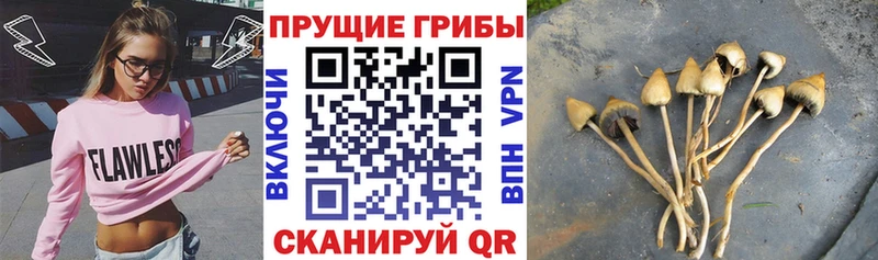 Псилоцибиновые грибы Psilocybine cubensis  Гдов 